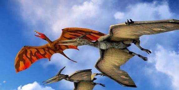 牛博 飞10个月不落地，雨燕时速110公里，真没脚？