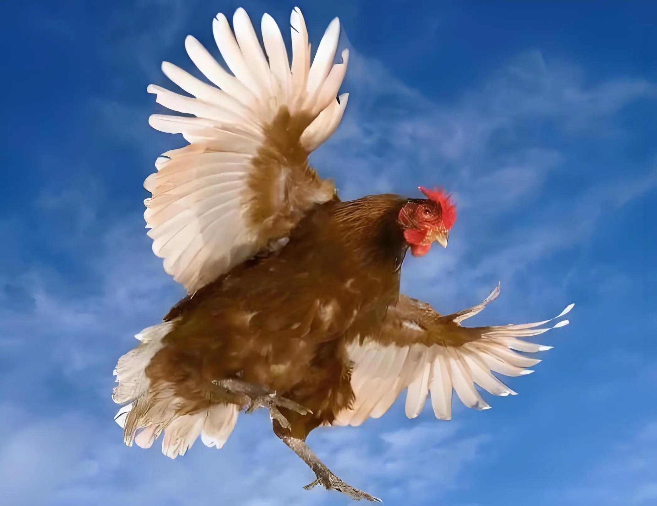 富邦优配 鸡、鸭、鹅从1万米高空自由落体，会安全着陆吗？