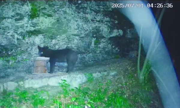 策略聚宝 黑熊、黄麂、果子狸……湖南常德石门县野生动物频繁＂拜访＂村民蜂桶